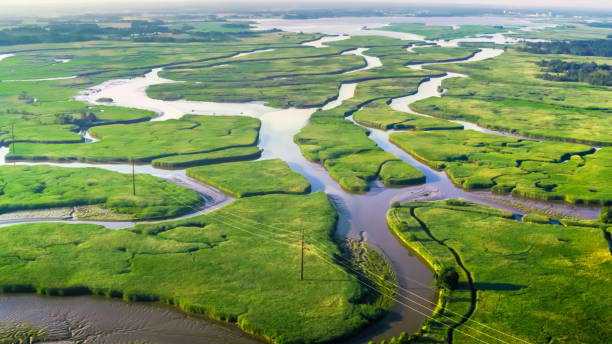 istock Vast marshland in sunshine 952310302