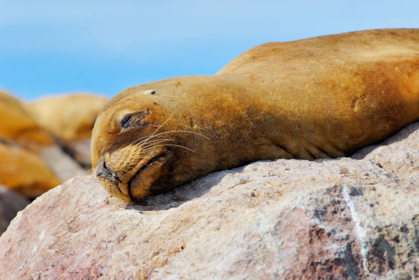 istock South American Sea Lion (Otaria flavescens) 952313108