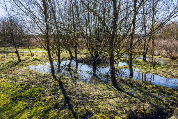 istock Flood water remains under the leafless trees in early Spring on sunny day - 2 952314678