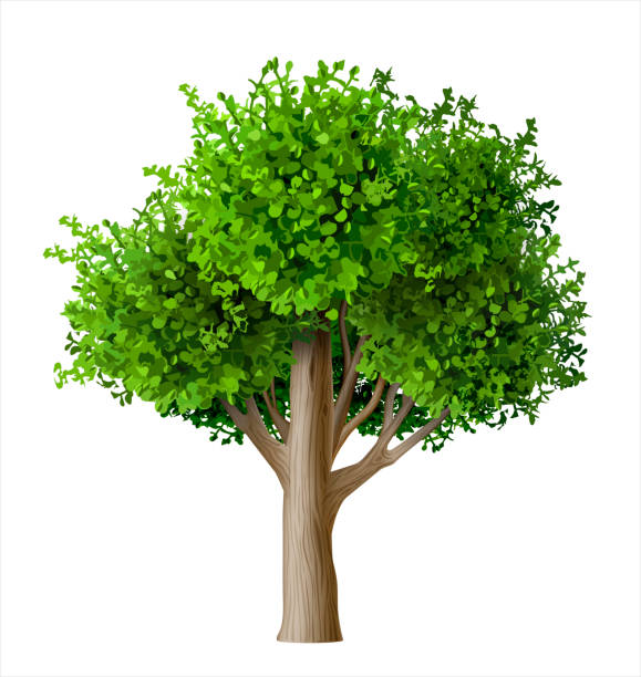 Realistic vector tree with leaves Realistic vector tree with leaves. Plant with green foliage. Forest nature and ecology vector food branch twig stock illustrations