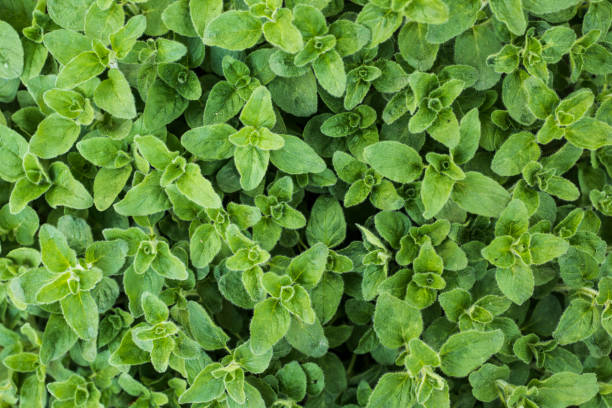 istock fresh oregano close up on a fileld 952316088