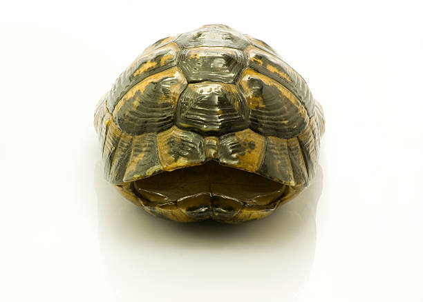 istock Empty house of the turtle 95231650