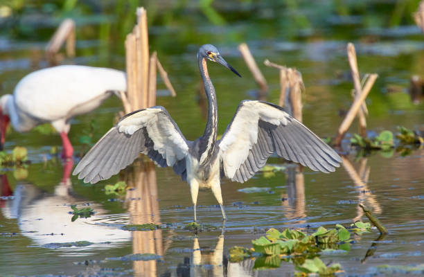 istock Triclored heron  stretches wings 952317580