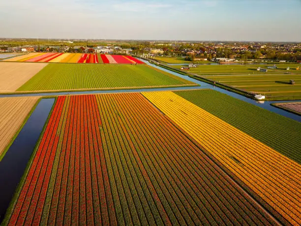 Photo of Aerial view of the colorful Flowers fields at springtime in Lisse Netherlands