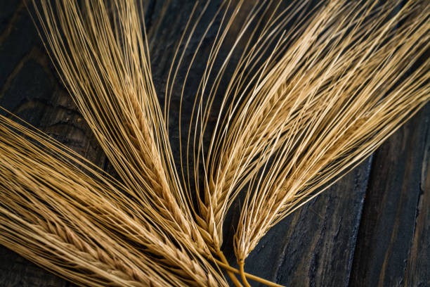 istock Ears of Wheat on Blue Background 952319622