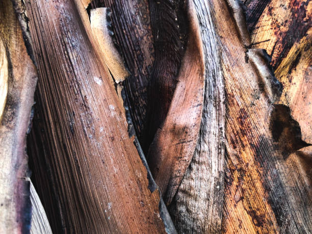istock Close up of a tropical palm tree. Abstract palm texture for nature background. 952323952