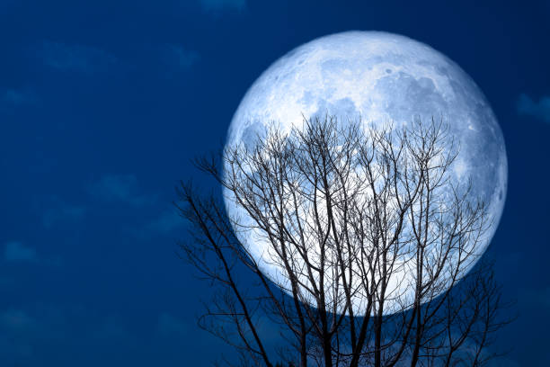 Photo of super moon back silhouette dry tree in the night sky