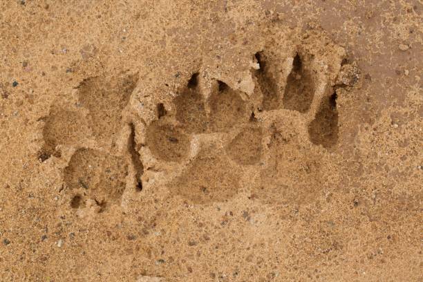 paw pies ślady na tekstury piasku. - dog paw print beach footprint zdjęcia i obrazy z banku zdjęć