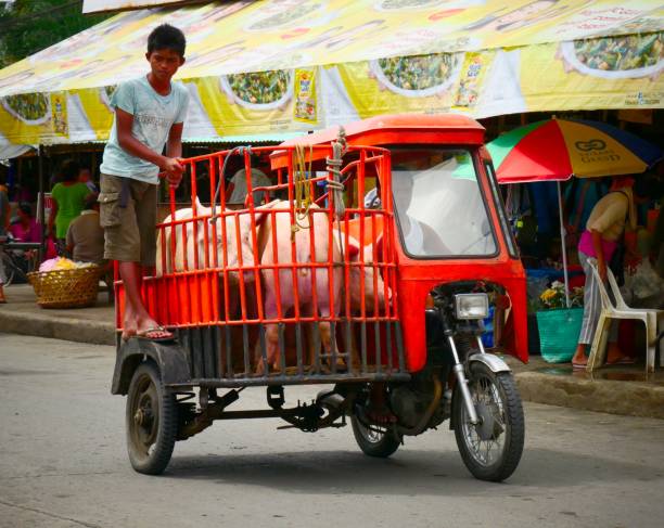 customized motorcycle with a sidecar TAGUM CITY, PHILIPPINES—FEBRUARY 2016: A driver loads pigs into a customized motorcycle with a sidecar called trisikad with a boy standing on top of the third wheel along the streets at Tagum market. philippines tricycle stock pictures, royalty-free photos & images
