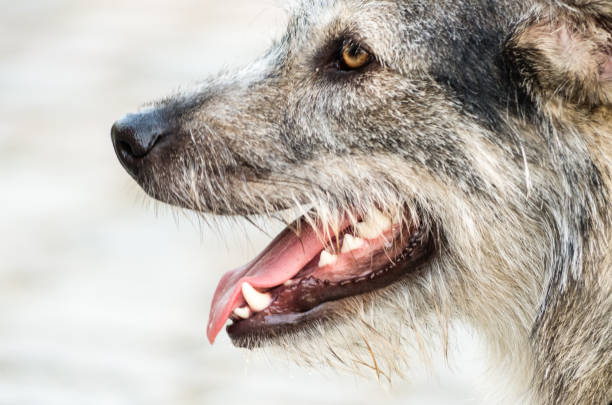 istock Wire-Haired Black and Fawn Dog 952343480