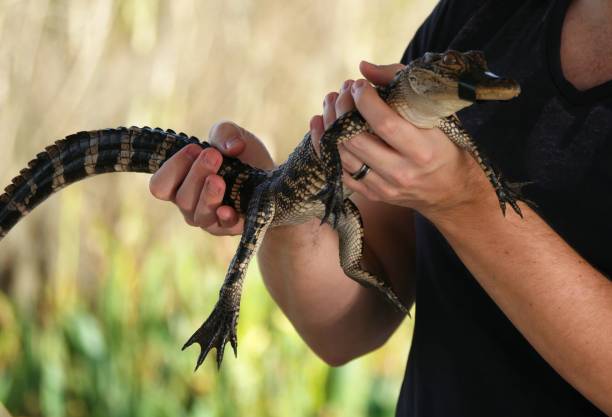istock Baby alligator in hand 952344004