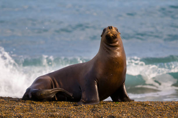 istock Sea Lion, and calf 952344018