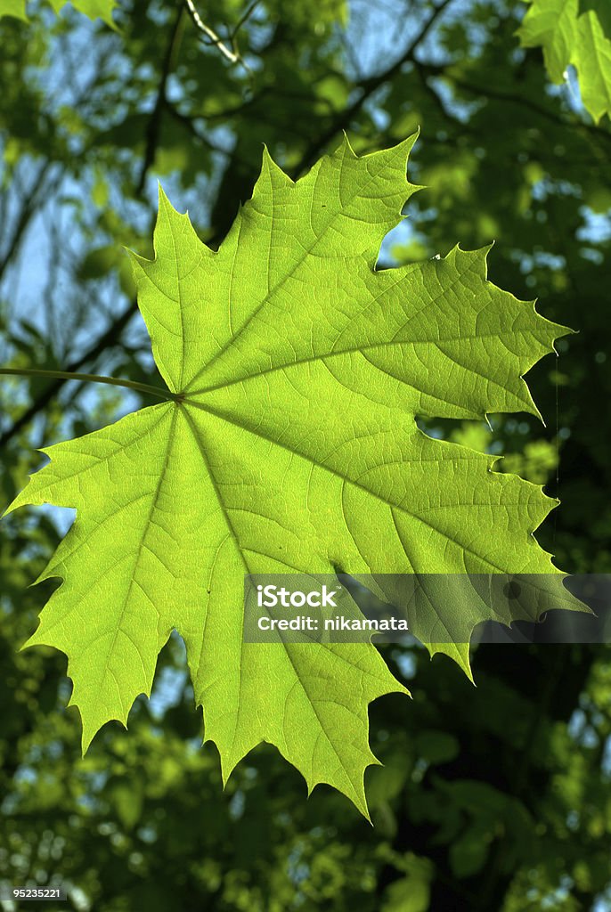 Feuilles d'érable - Photo de Arbre libre de droits