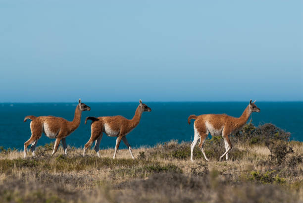 istock Guanaco, Patagonia Argentina 952352896