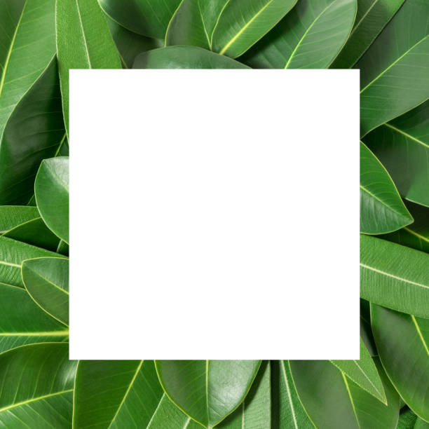 Creative layout made of leaves with paper card note. Flat lay. Nature concept.