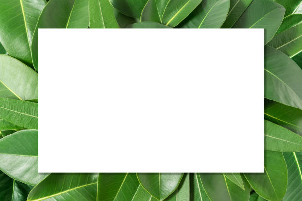 istock Creative layout made of leaves with paper card note. Flat lay. Nature concept. 952355348