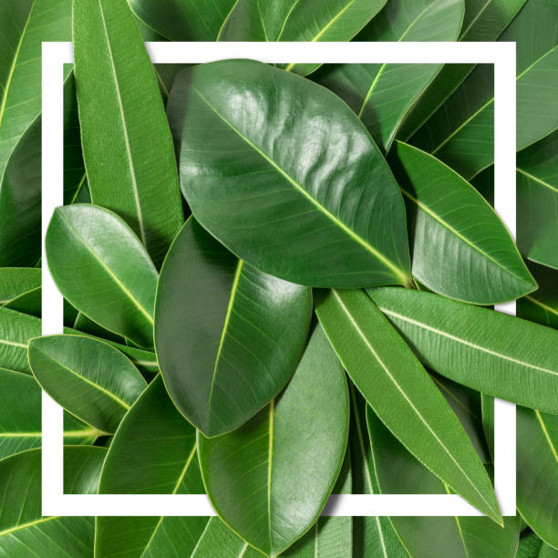 istock Creative layout made of leaves with paper card note. Flat lay. Nature concept. 952355350