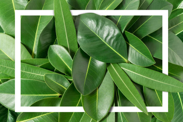 istock Creative layout made of leaves with paper card note. Flat lay. Nature concept. 952355368