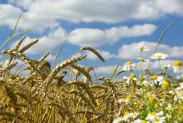 istock wheat field and camomile 95235615