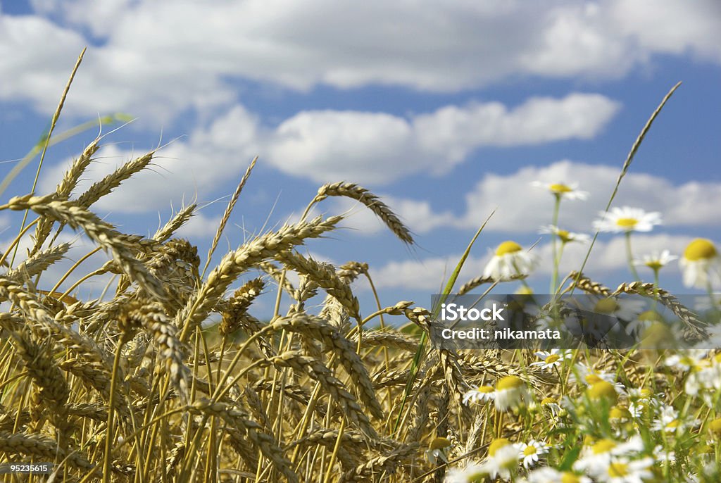 Campo de trigo e camomile - Foto de stock de Agricultura royalty-free