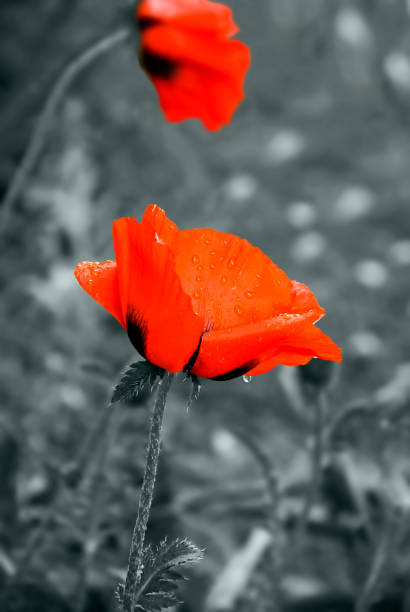 istock Red poppy flower 952356272