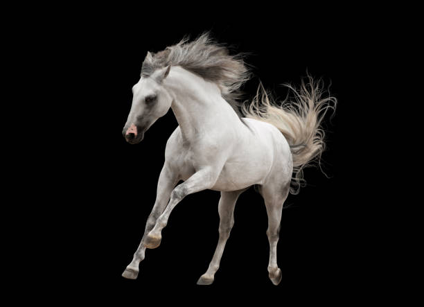 istock white andalsuian horse isolated on black background 952356782