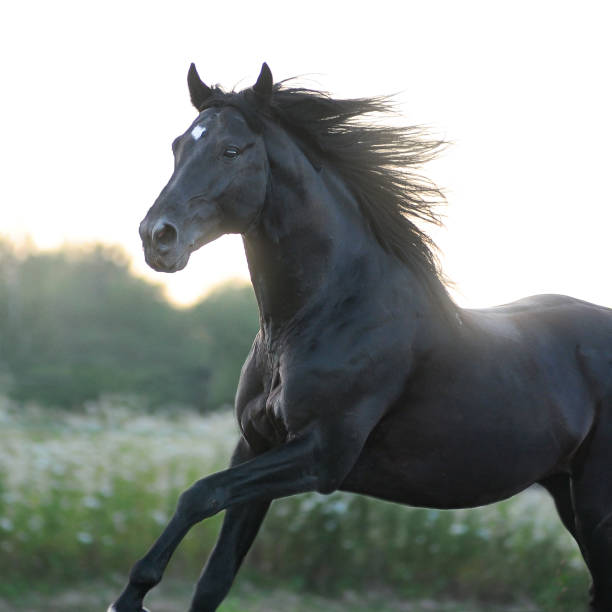 istock black horse portrait in movement on sunrise 952356796