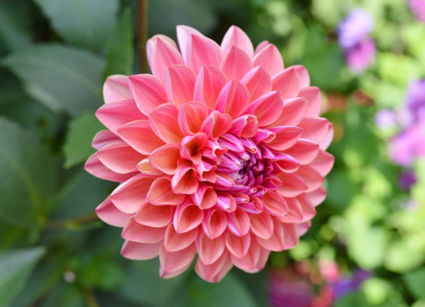 istock Beautiful dahlia in the garden. 952357258
