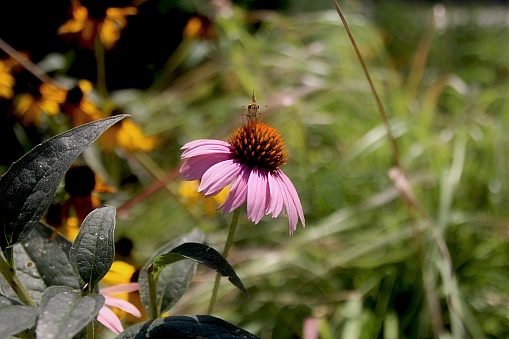 Bumblebee sipping nectar on a blooming flower