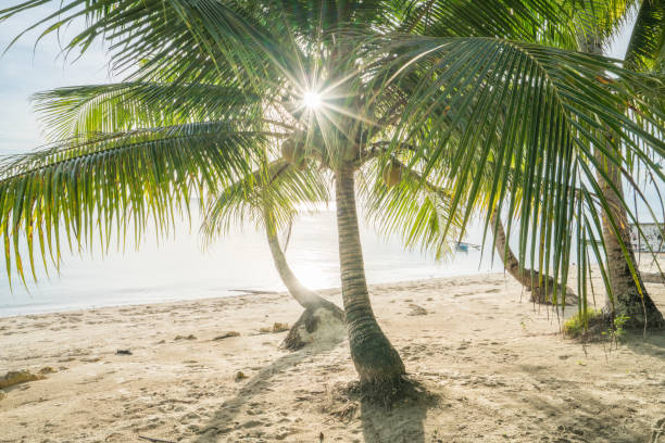 istock Palm trees on tropical beach, Philippines 952363594