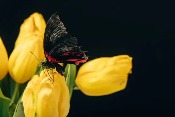 Photo of close up view of beautiful butterfly with yellow tulips isolated on black