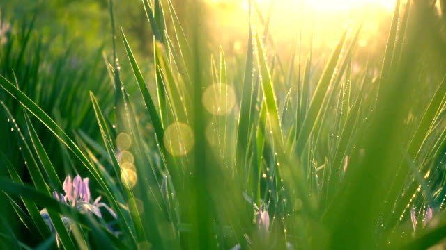 Green Grass with sunlight