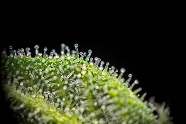 istock Macro of trichomes on cannabis 952367408