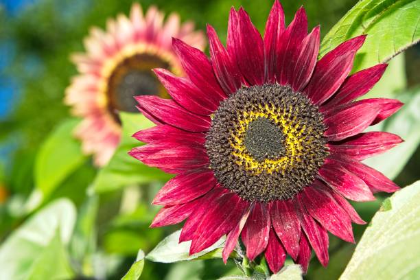 istock Garden decoration sunflower 952367850