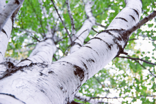 Natural background - a summer birchwood. White birch trunk with black horizontal sections of tree bark. The barrel goes up about the diagonal shot. Visible at the top of the green wood molding. Blurred leaves - shallow depth of field.