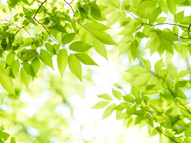 istock Fresh green zelkova leaves 952369942