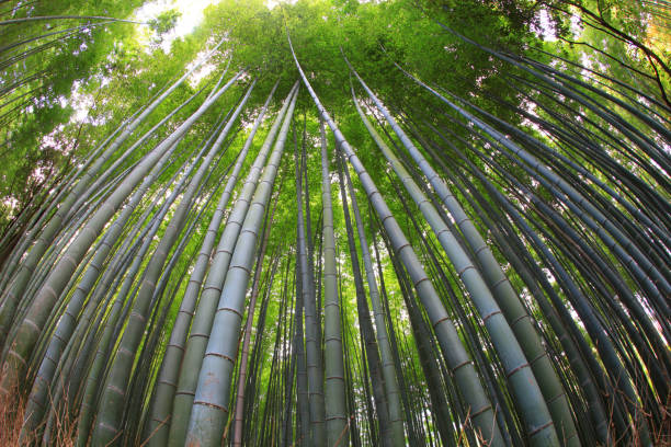 growt di bambù - giant bamboo foto e immagini stock