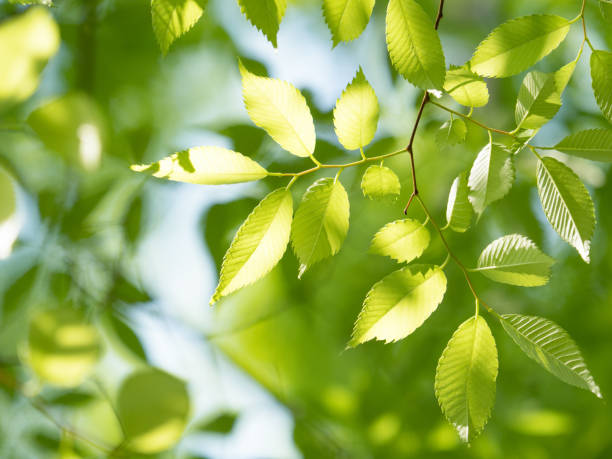 istock Fresh green zelkova leaves 952370370