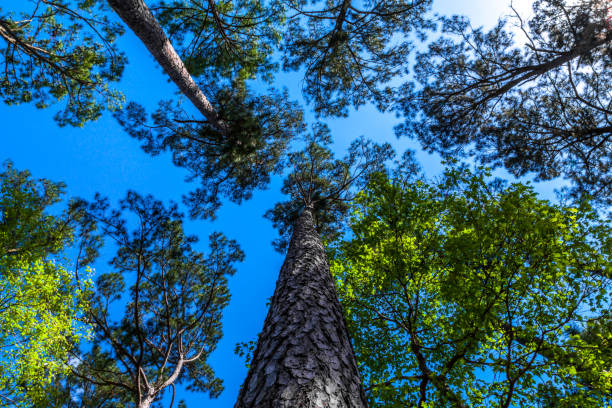 istock Tree tops at Lake Livingston 952370632
