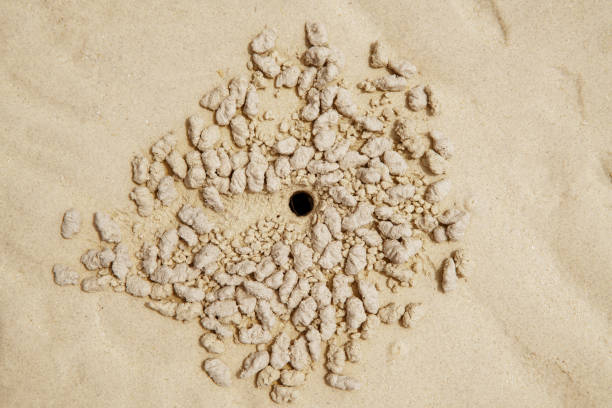 istock Hole of ghost crab making sand balls on the beach. 952371844