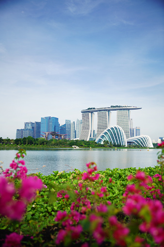 Singapore business district and city on day in Singapore, Asia, colorful flower on foreground