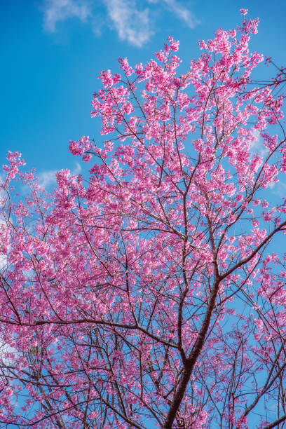 istock Blossom of Wild Himalayan Cherry (Prunus cerasoides) 952371940