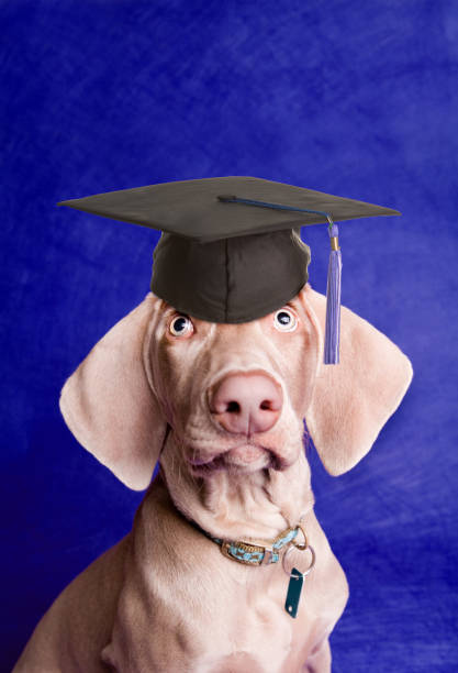 istock Graduate Weimarner Puppy Dog 952372432