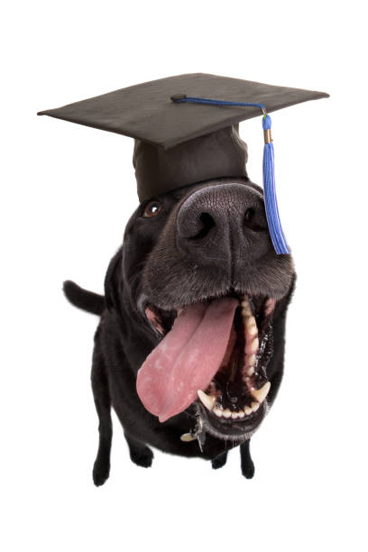 chien labrador noir fisheye dans l’obtention du diplôme cap - dog graduation hat school photos et images de collection