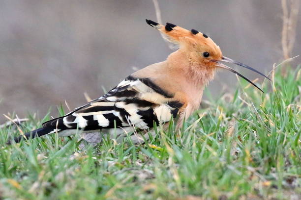 istock Hoopoe on a green grass. 952372666