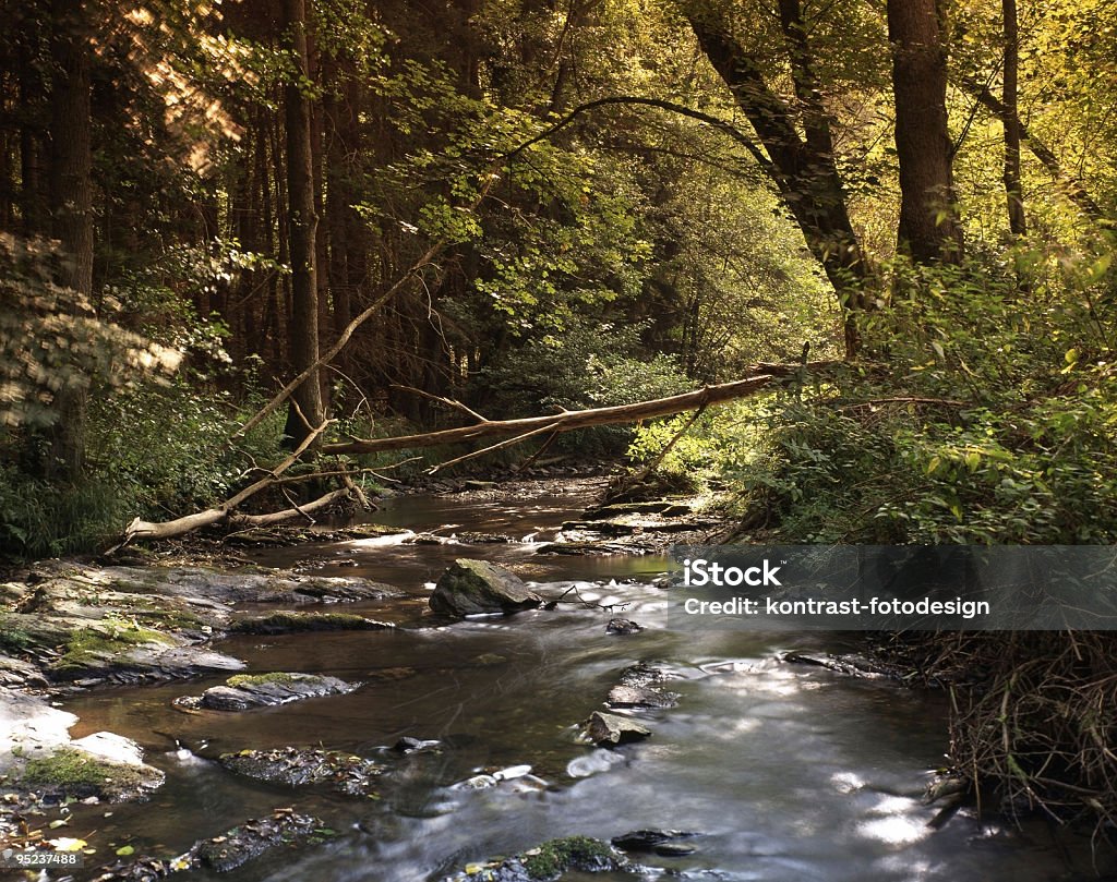 Stream Flowing through the Wispertal  Agriculture Stock Photo
