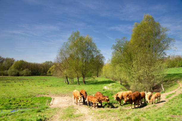 istock Cows in the Geleenbeek valley 952375020