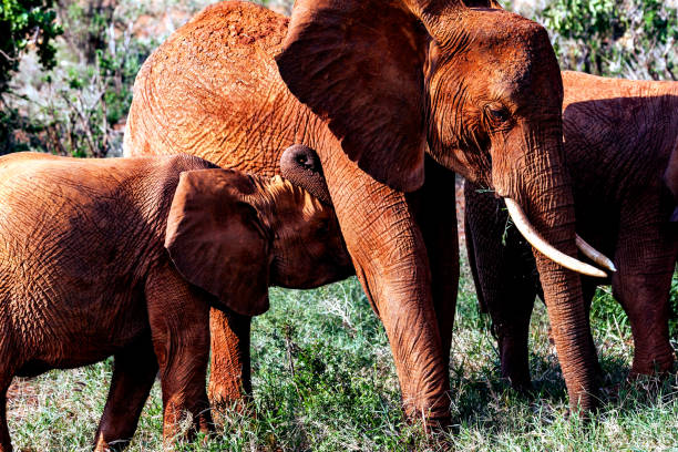 istock Tsavo East African Red Elephants - suckling 952375584