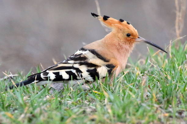 istock Hoopoe on a green grass. 952375750