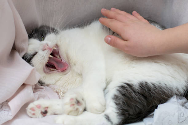 gato loco y malvado y mano del propietario intentando acaricíele - domestic cat anger hissing aggression fotografías e imágenes de stock